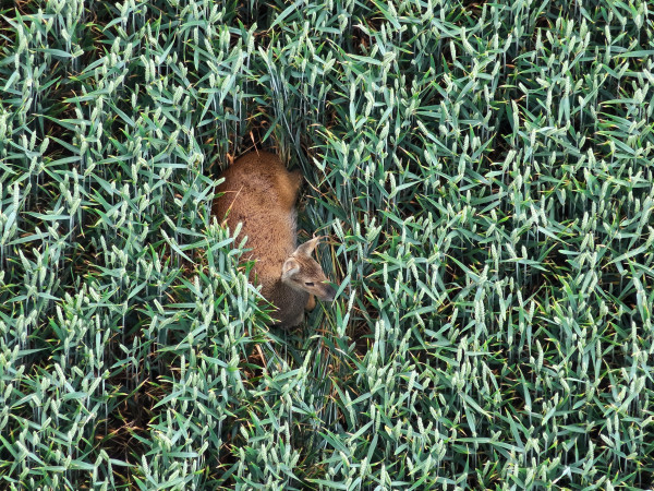 Image taken from a drone from above showing a deer laying in a field