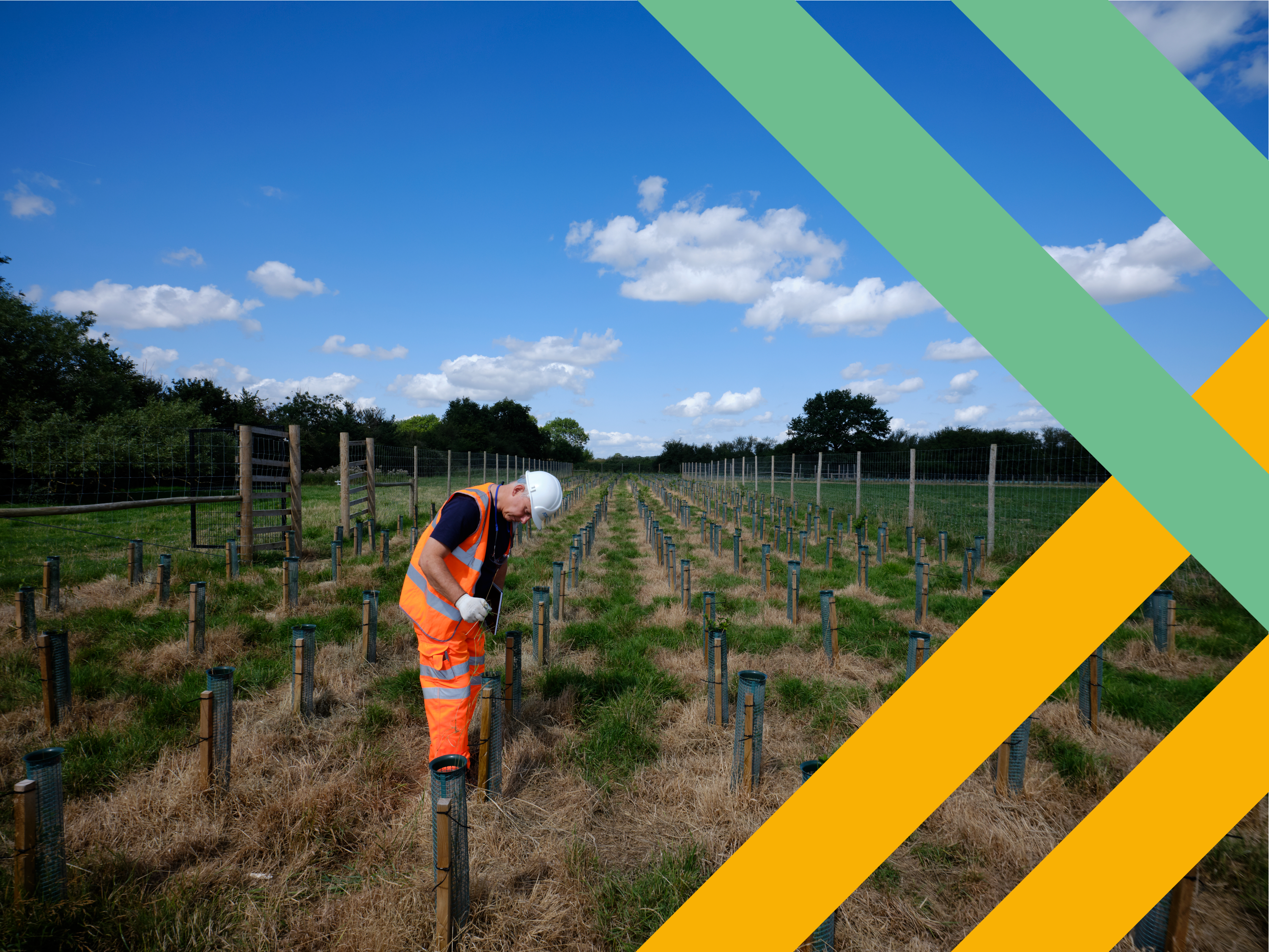 Man-planting-trees-in-field