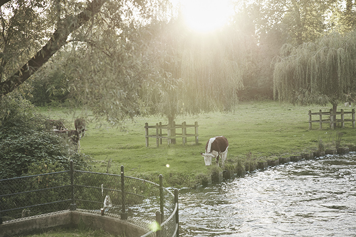 Image of cow in field